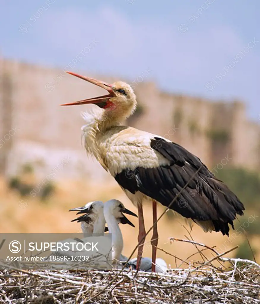 White Stork (Ciconia ciconia), Turkey  