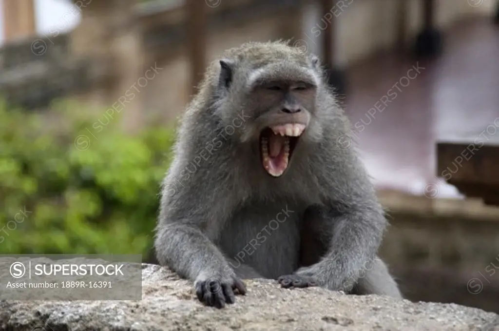Bali, Indonesia; Monkey screaming
