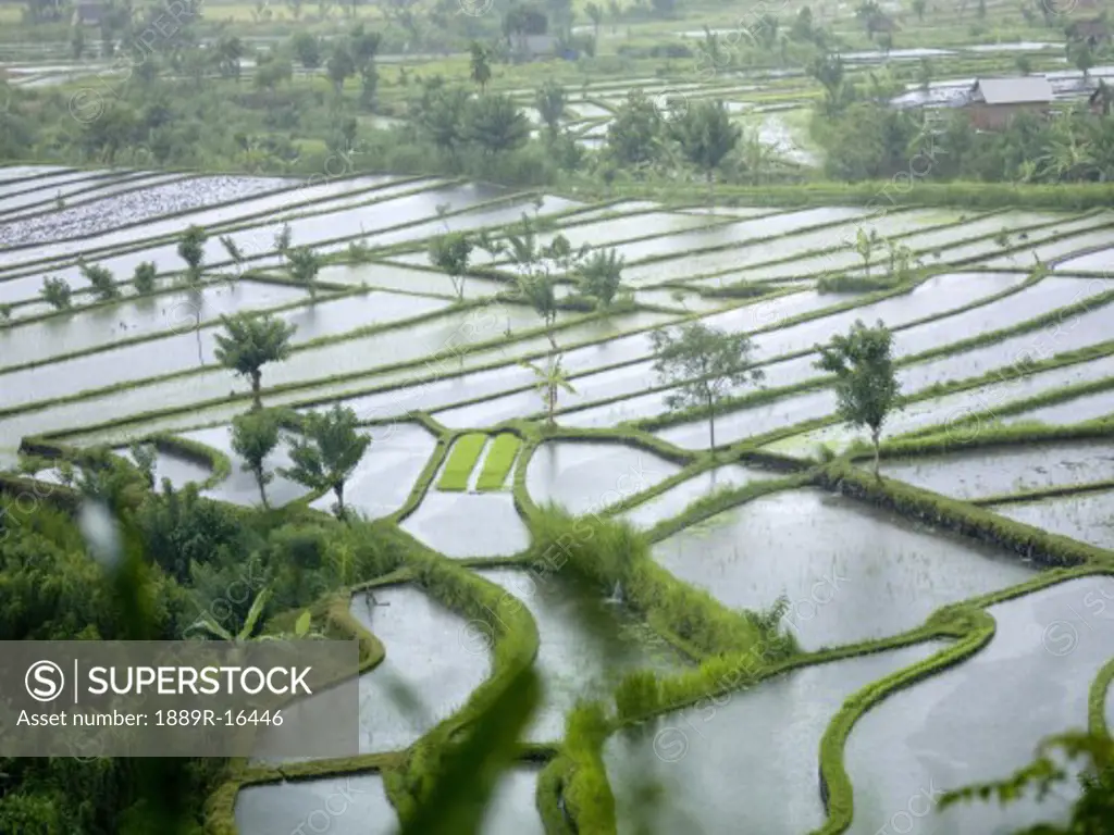 Bali, Indonesia, Asia; rice fields