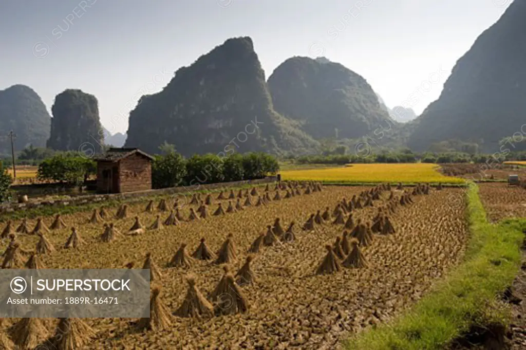 Yangshou, China; rice fields