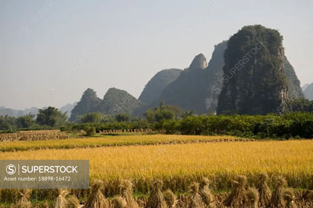 Yangshou, China; rice fields