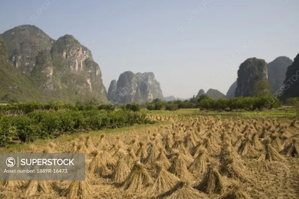 Yangshou, China; rice fields