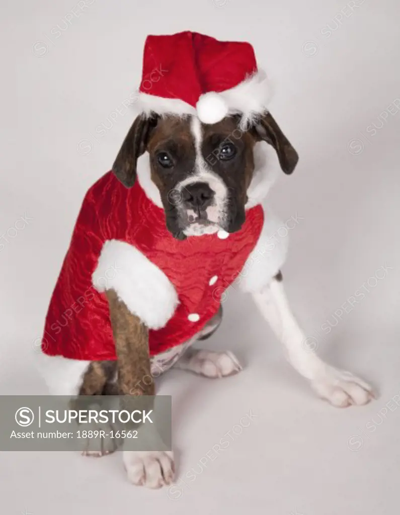Portrait of a dog in a Santa costume