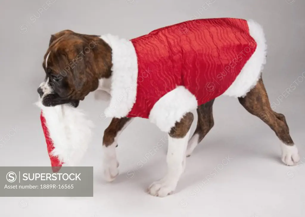 Dog in a Santa costume