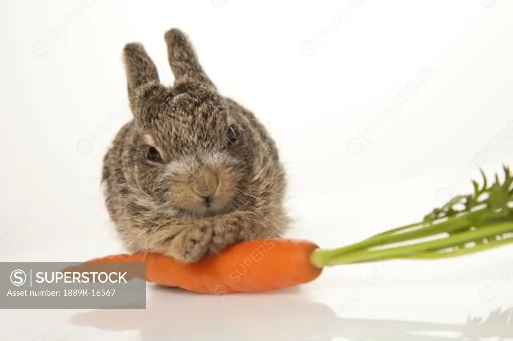 Baby rabbit with a carrot
