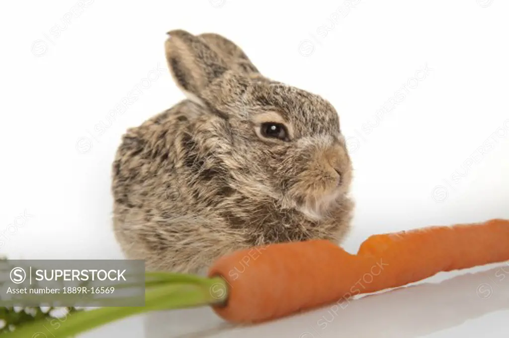 Baby rabbit with carrot