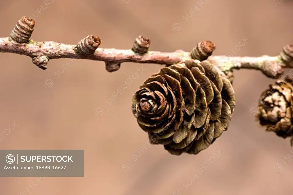 A conifer cone on a tree branch