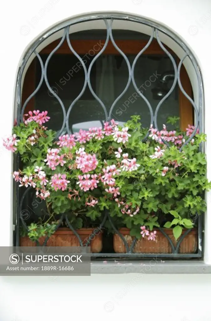 Pink flowers in a window