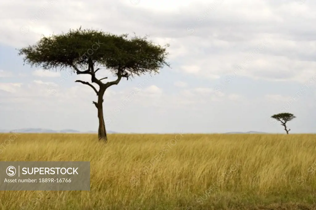 Masai Mara, Kenya, Africa; Acacia trees in a grass field