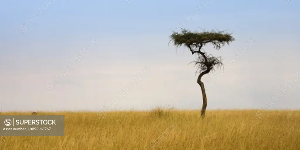 Masai Mara, Kenya; Lone acacia tree  
