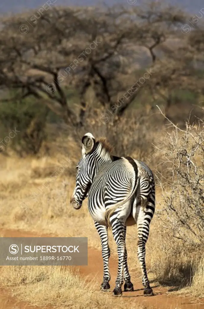 Samburu National Reserve, Kenya; Grevy's Zebra (Equus grevyi)  
