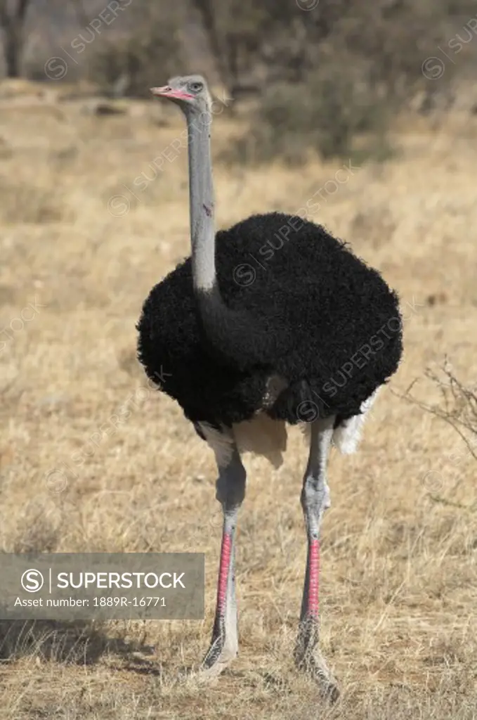 Samburu National Reserve, Kenya; Blue necked ostrich (Struthio Camelus Molybdophanes)  