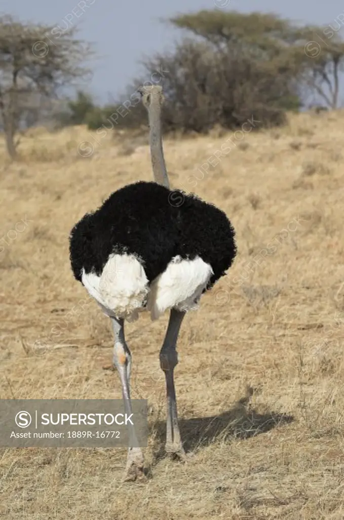 Samburu National Reserve, Kenya; Blue necked ostrich (Struthio Camelus Molybdophanes)  