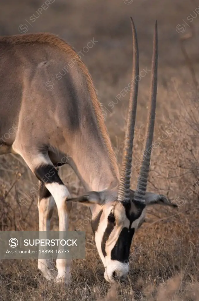 Oryx (Oryx beisa), Samburu National Reserve, Kenya; Oryx