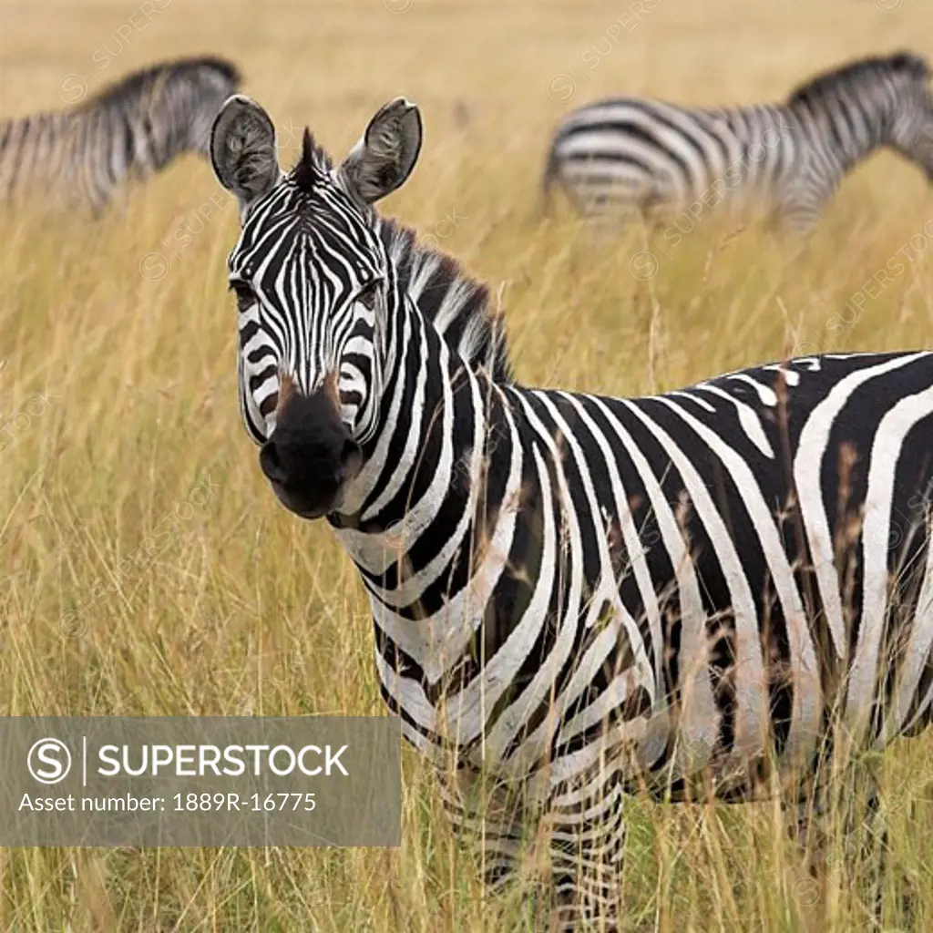 Burchell's Zebra, Masai Mara, Kenya, Africa; Zebra in tall grass