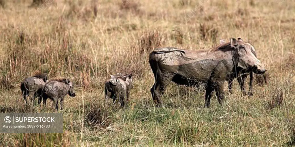 Warthogs (Phacochoerus africanus); Lake Nakuru, Lake Nakuru National Park, Kenya; Warthog Family
