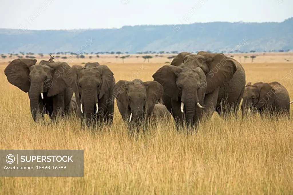 African elephants (Loxodonta africana), Masai Mara National Reserve, Kenya, Africa; Elephant herd