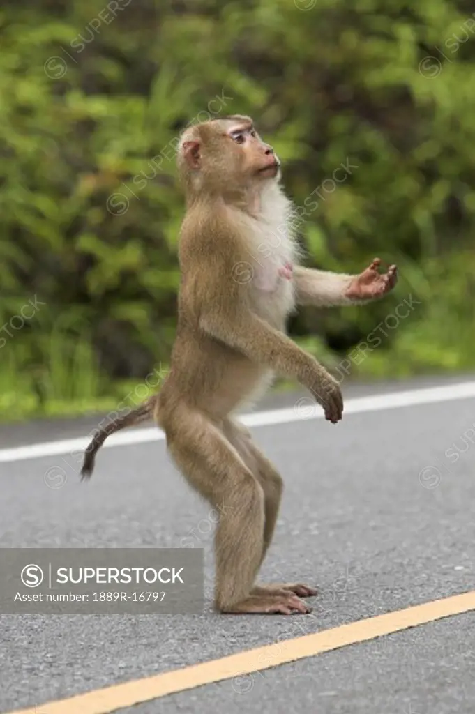 Khao Yai National Park, Thailand, Asia; Monkey begging