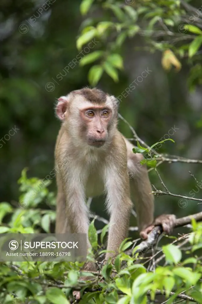 Khao Yai National Park, Thailand; Monkey in a tree
