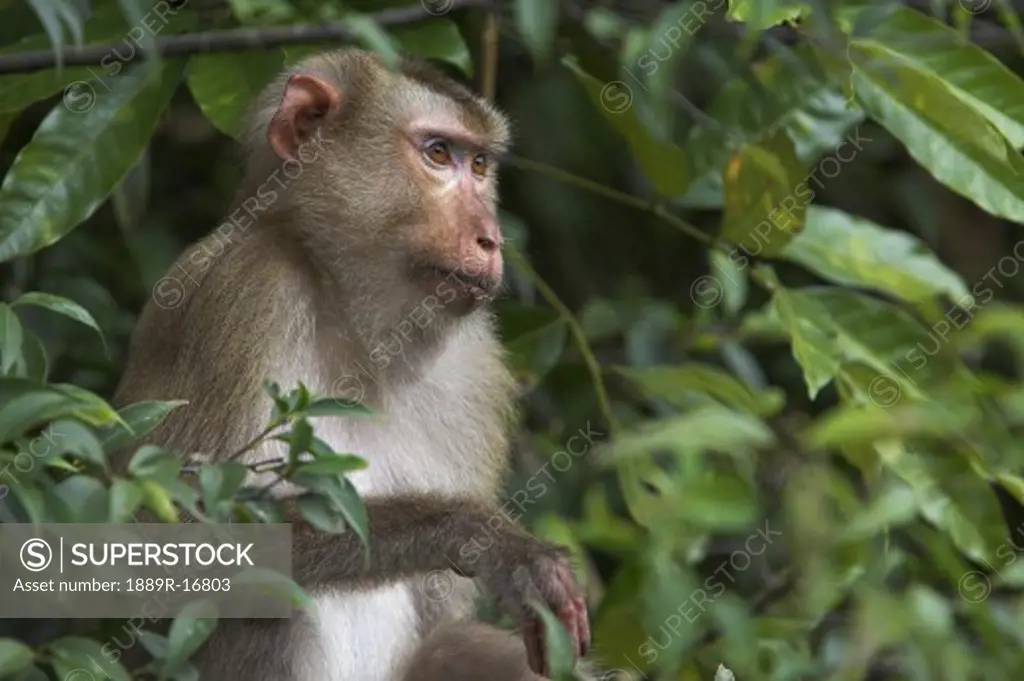 Khao Yai National Park, Thailand, Asia; Monkey in a tree