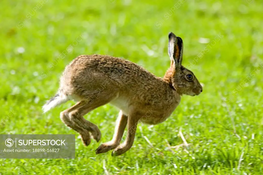 Hare hopping in the grass