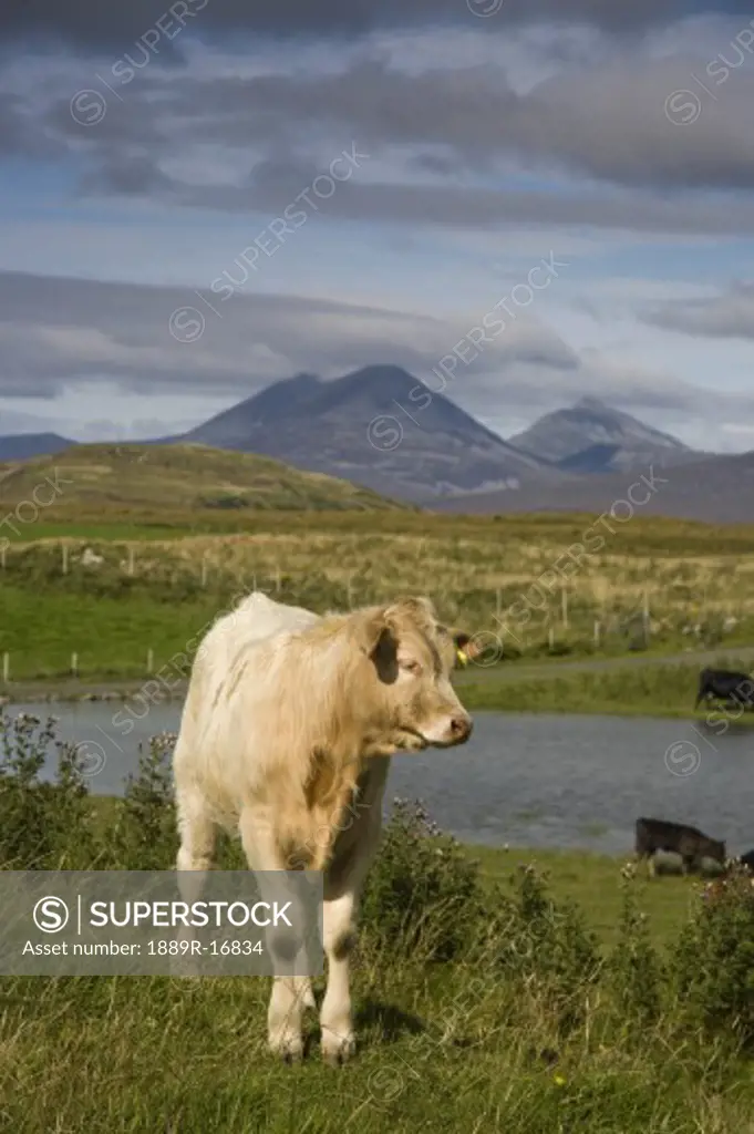 Calf in the countryside