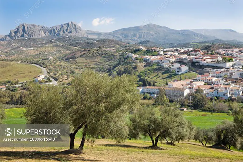 Olive trees at Riogordo, Malaga, Spain; Trees on the side of a hill