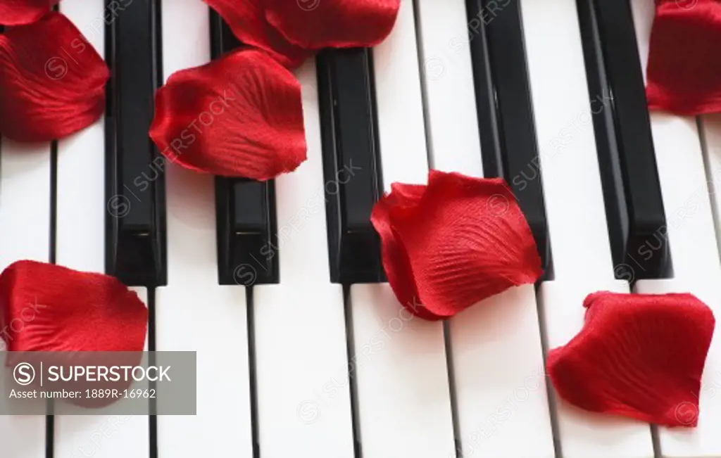 Flower petals on piano keys