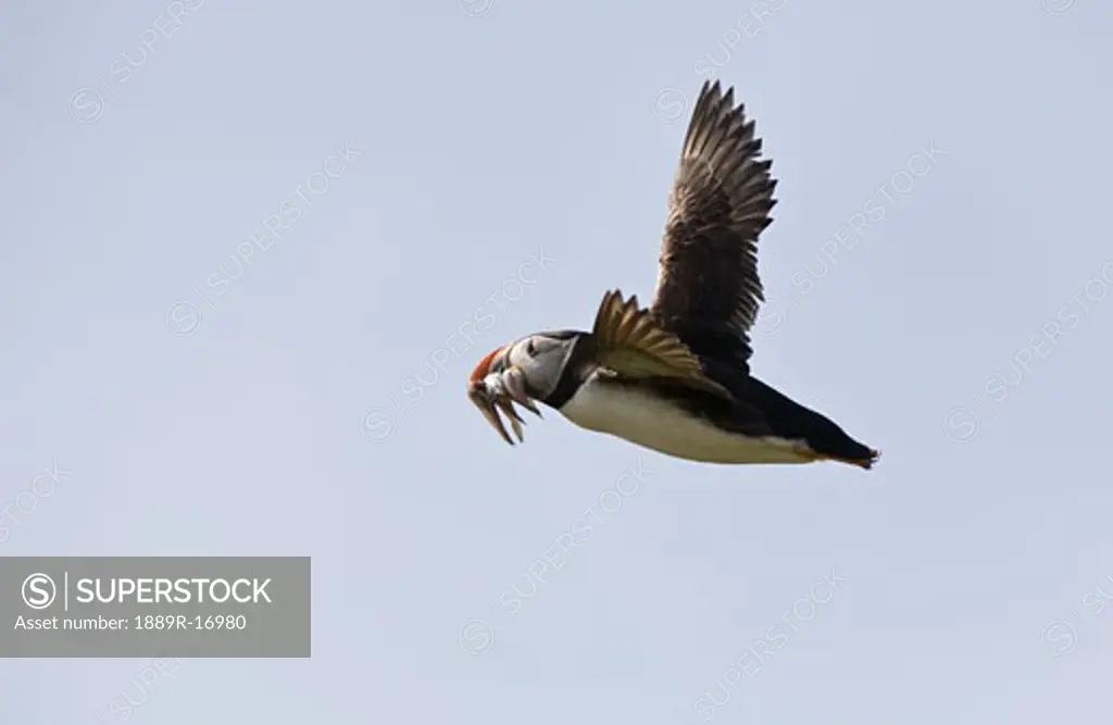 Farne Islands, England; Puffin in flight