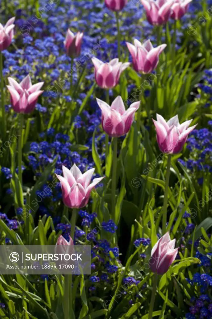 Victoria, British Columbia, Canada; Pink tulips in bloom