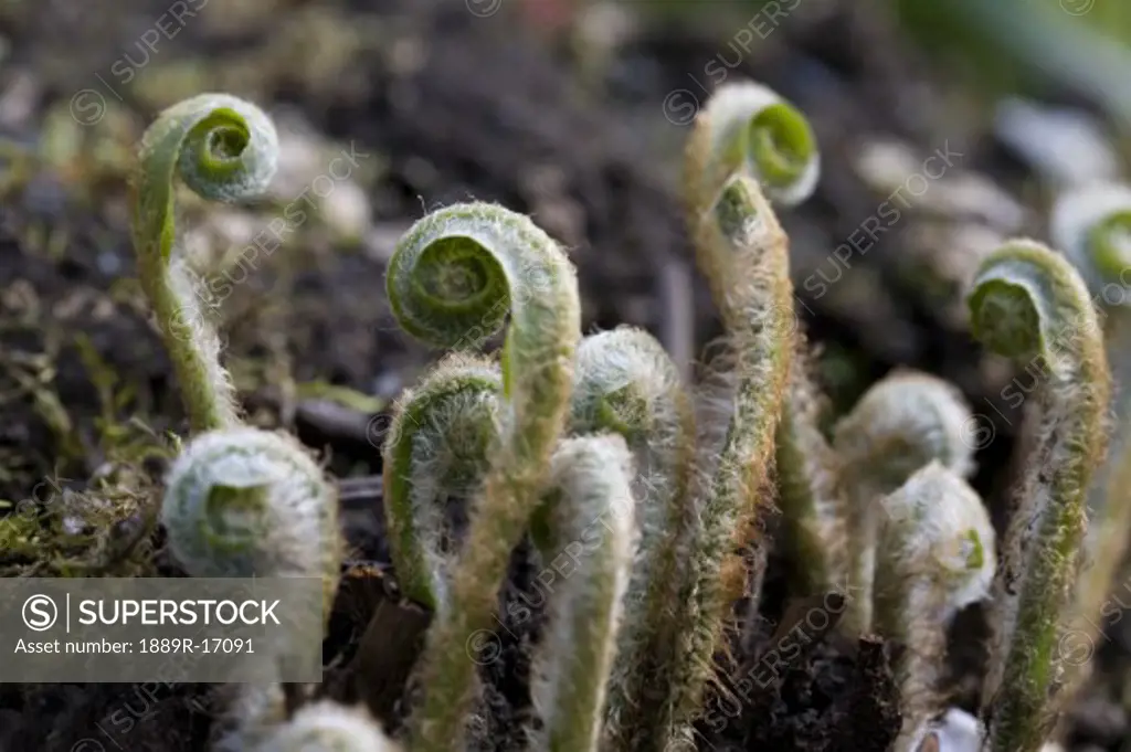 Fiddlehead ferns sprouting