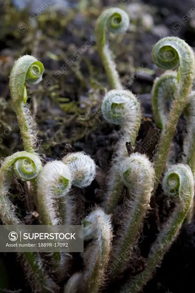 Fiddlehead ferns
