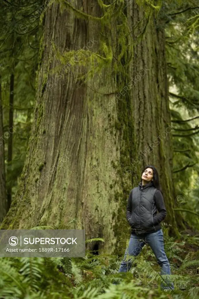 Cathedral Grove, MacMillan Provincial Park, Vancouver Island, British Columbia, Canada; Woman admires an old cedar tree