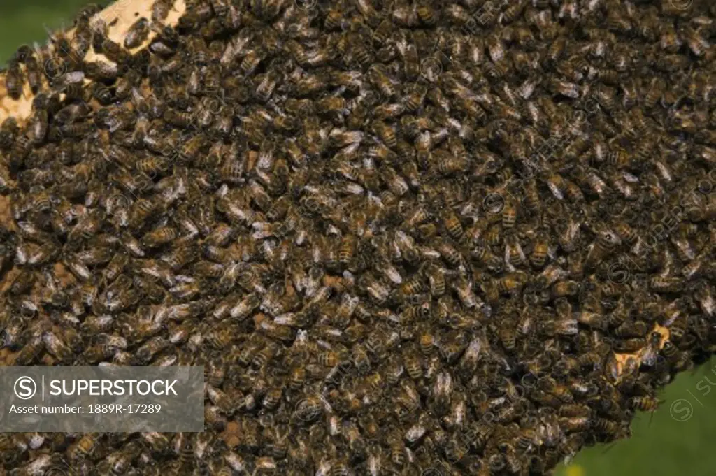 Colony of honey producing bees on a wooden frame