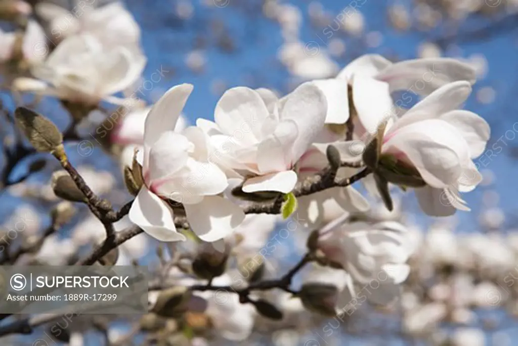 Loebner Magnolia tree flower blossoms in the spring