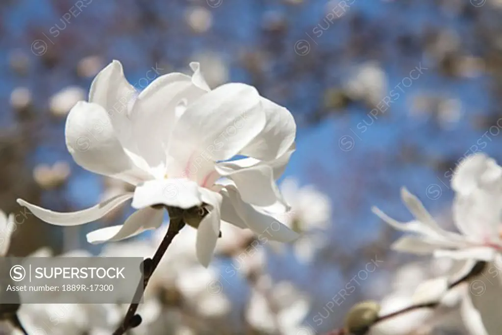 Loebner Magnolia tree flower blossoms in the spring