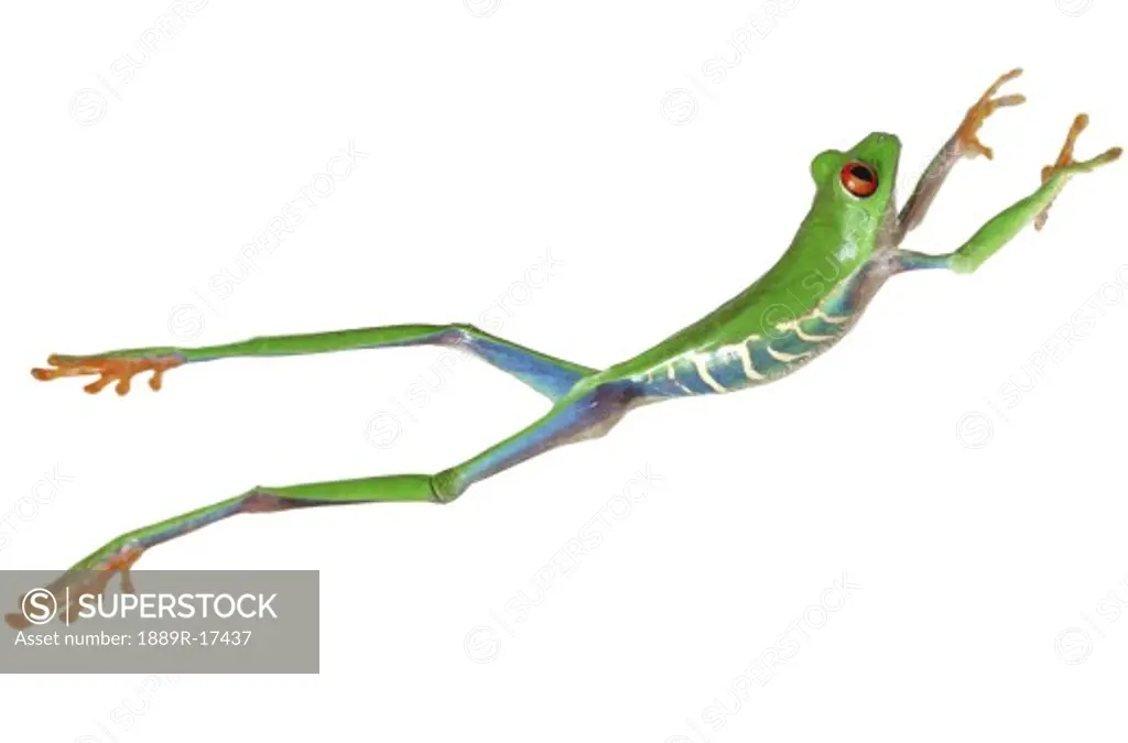 Red eyed tree frog jumping