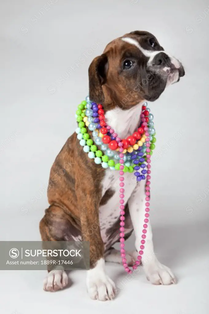 Portrait of a dog; Dog wearing necklaces
