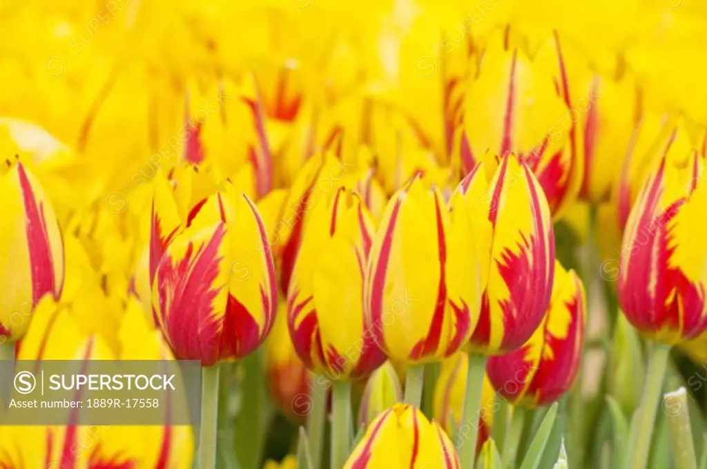 Woodburn, Oregon, USA; Yellow and red tulips in bloom