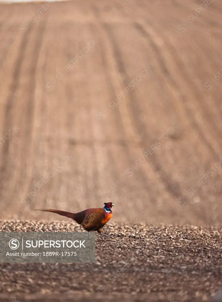 Pheasant; pheasant standing on the ground