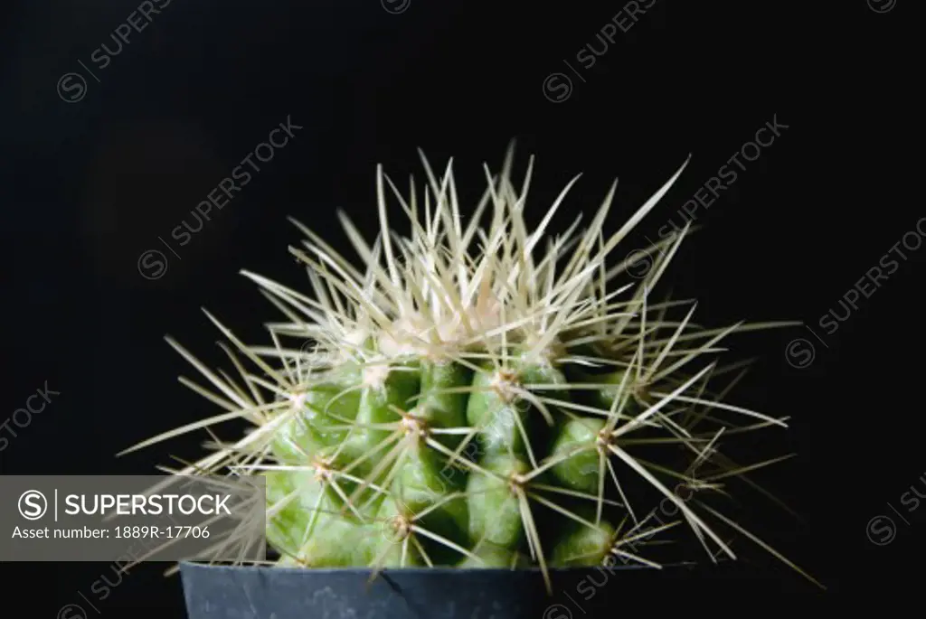 Botany; Cactus plant with long spikes