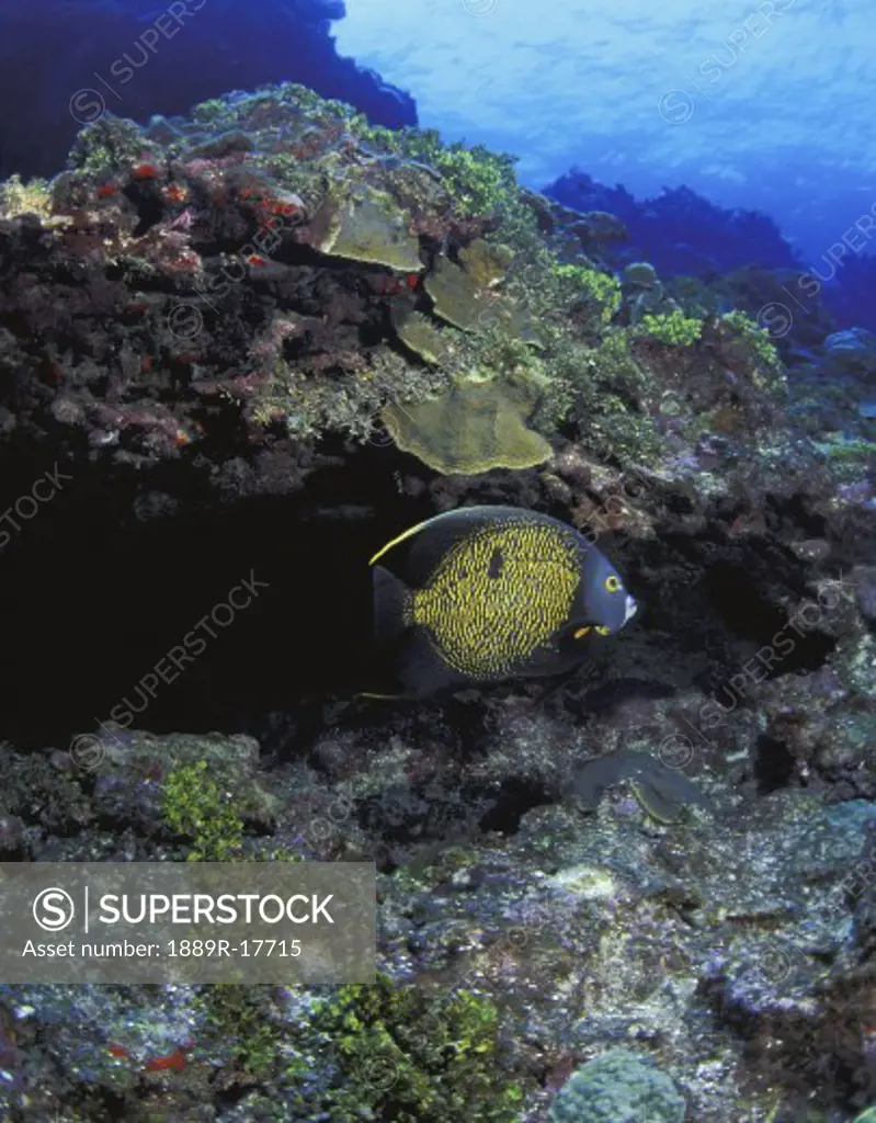 Angelfish hiding under rock