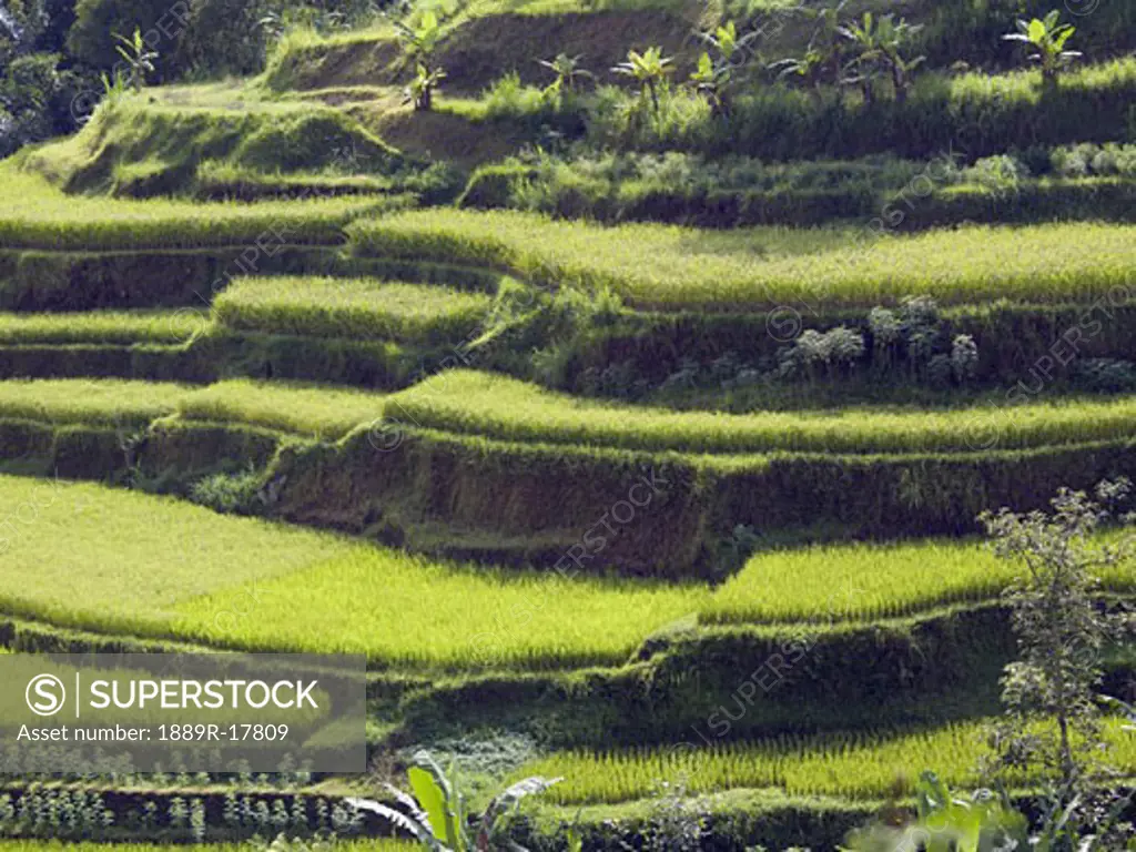 Bali, Indonesia; Terraced rice fields