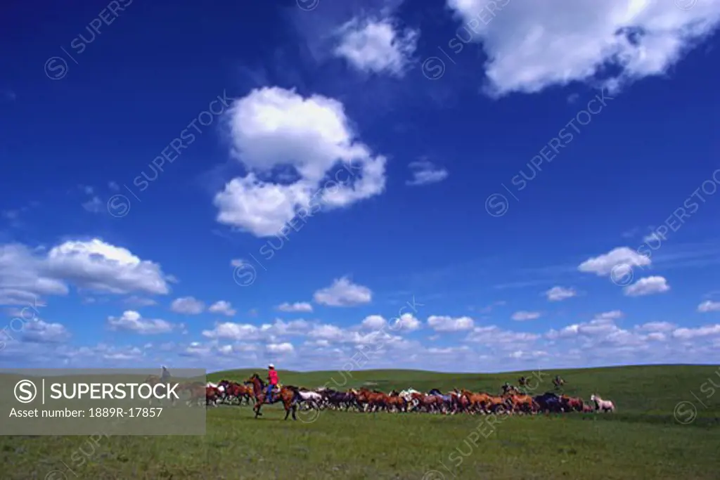 Cowboys herding horses on grassland
