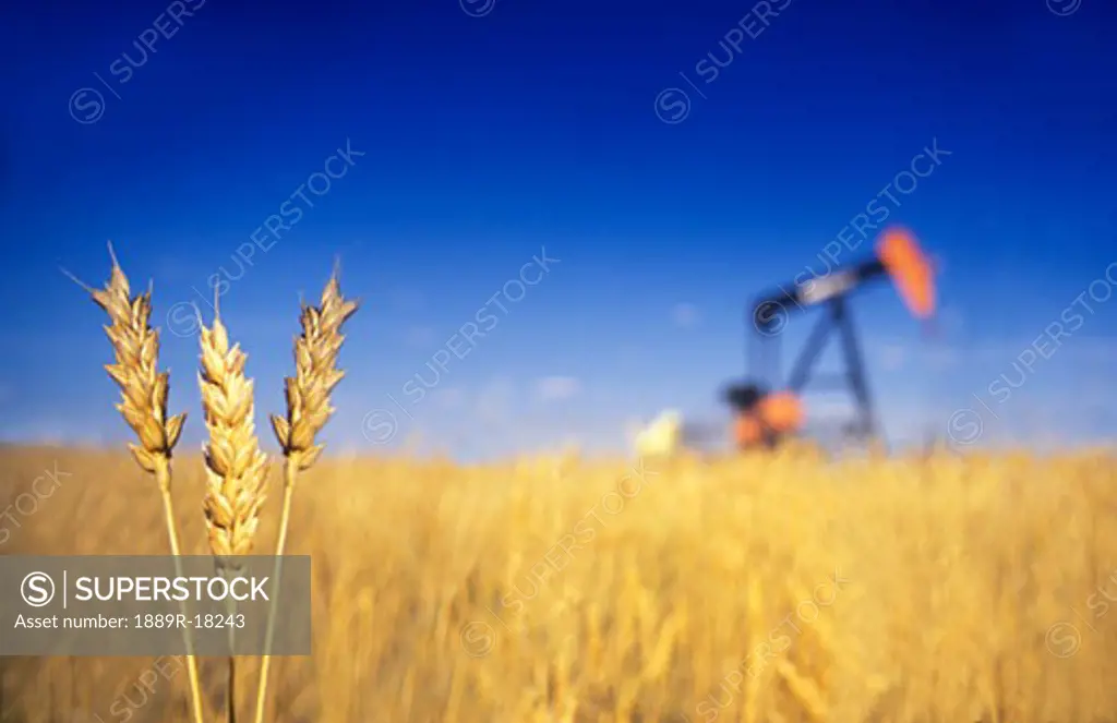 Wheat with oil pump in background