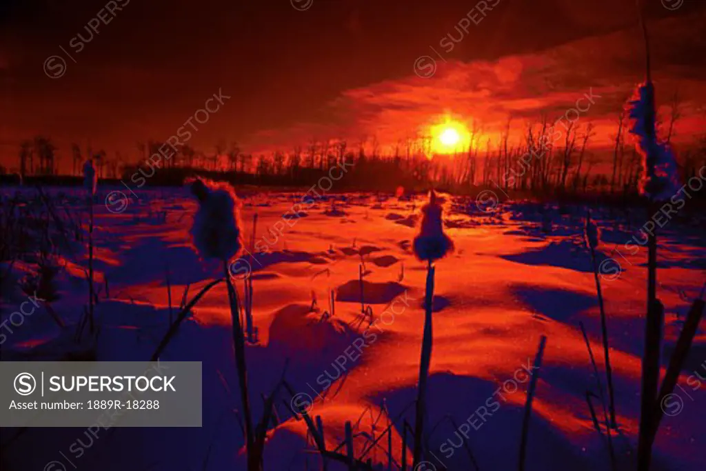 Sunrise over snowy field with rushes in red tones