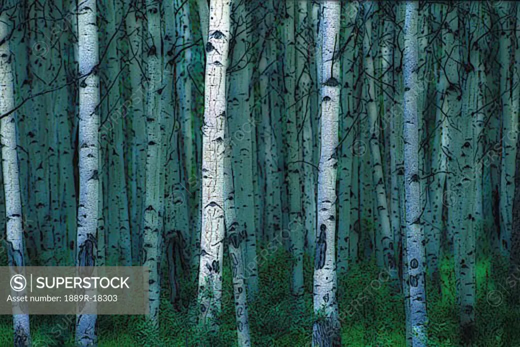 Forest of poplar tree trunks