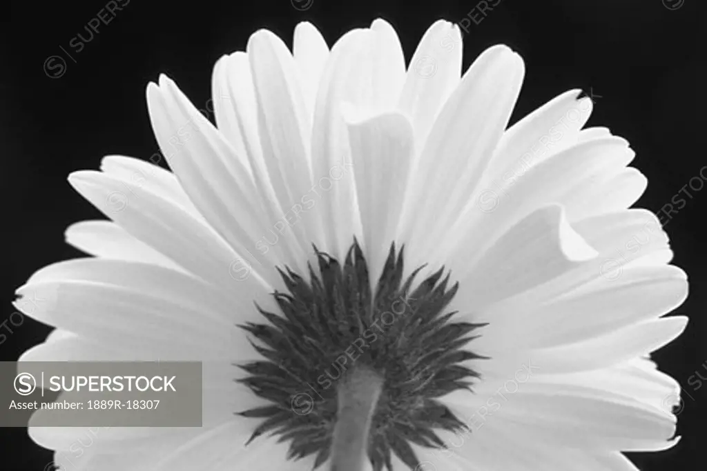 Flower in black and white
