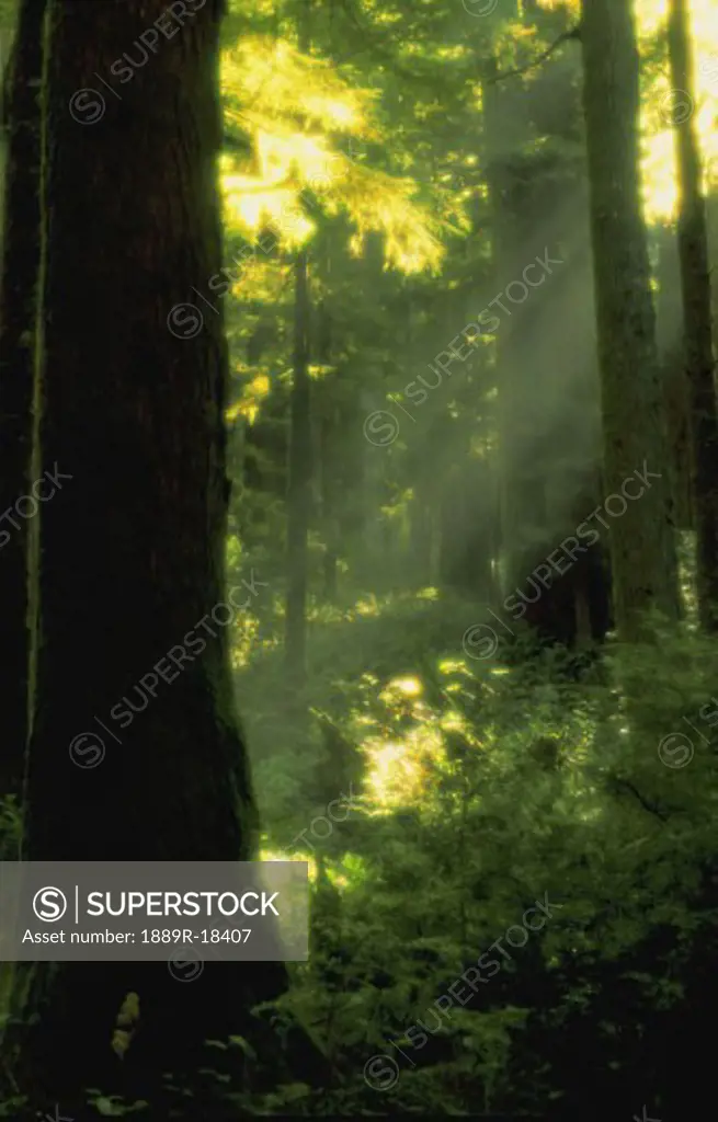 Sunbeams in forest of California redwoods
