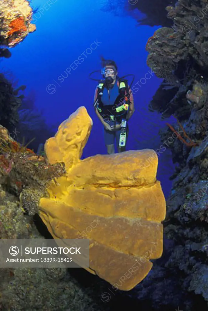 Scuba diver looking at large tube sponge